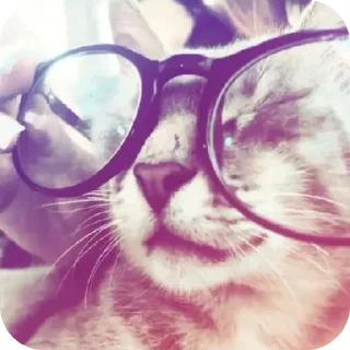 Sticker from Kitty