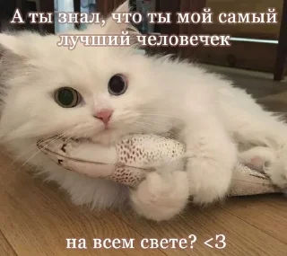 💗 emoji котики от лины Telegram sticker 11 of 55