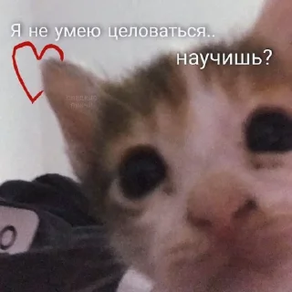 💗 emoji котики от лины Telegram sticker 19 of 55