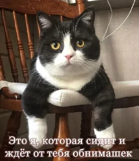 💗 emoji котики от лины Telegram sticker 5 of 55