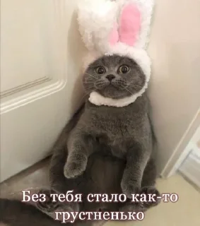 💗 emoji котики от лины Telegram sticker 8 of 55