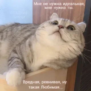 💗 emoji котики от лины Telegram sticker 23 of 55