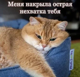 Sticker from котики от лины