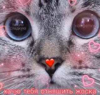 💗 emoji котики от лины Telegram sticker 21 of 55