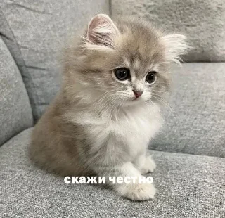 🥰 emoji Pufick 2 - Illusion_Pernn Telegram sticker 24 of 120
