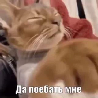 🥱 emoji Memeblog GIF by @amirov_df Telegram sticker 23 of 120