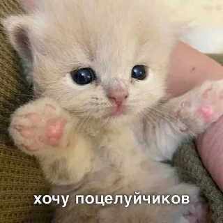 😘 emoji kotiki Telegram sticker 9 of 42