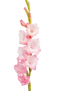 🍥 emoji flowers 4u ^^ Telegram sticker 13 of 21