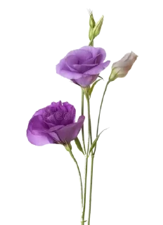 🌟 emoji flowers 4u ^^ Telegram sticker 19 of 21