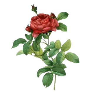 Sticker from Retro flowers