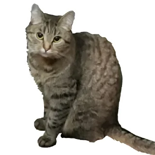 🐱 emoji Рижа шайка Telegram sticker 4 of 24