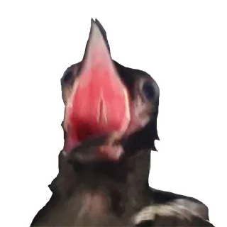 🐤 emoji Рижа шайка Telegram sticker 24 of 24