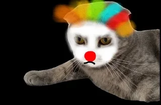 🌟 emoji Кот по имени Кот Telegram sticker 15 of 16