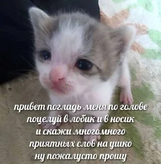 🫡 emoji плюс вайп Telegram sticker 16 of 17