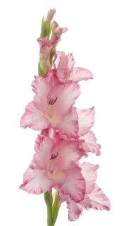 🍧 emoji flowers 4u ^^ Telegram sticker 12 of 21
