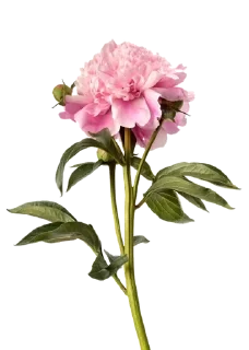 🌖 emoji flowers 4u ^^ Telegram sticker 8 of 21
