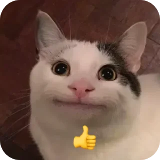 🐱 emoji АЛИК СИЛА Telegram sticker 21 of 25