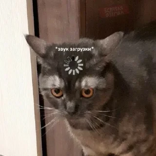 😳 emoji Люблю мемы с котами Telegram sticker 7 of 45