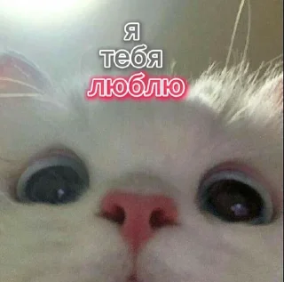 🌟 emoji котики Telegram sticker 17 of 76