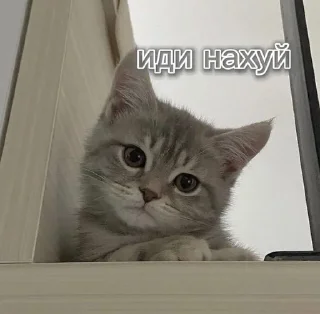 🌟 emoji котики Telegram sticker 8 of 76