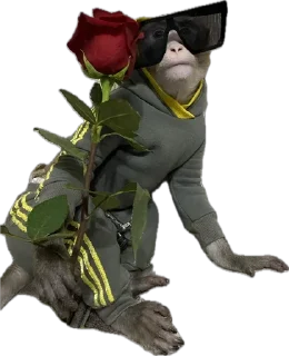 🐵 emoji TG: YASHA_SUYETOLOG Telegram sticker 16 of 120