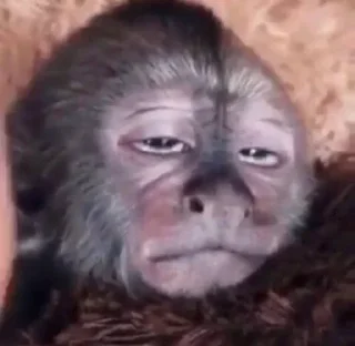 🐵 emoji 🐵 TG | İnsta : @Xaliqmustafayev  👨🏻‍💻 @Xaliqq Telegram sticker 10 of 25