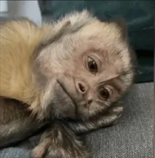 🐵 emoji 🐵 TG | İnsta : @Xaliqmustafayev  👨🏻‍💻 @Xaliqq Telegram sticker 14 of 25
