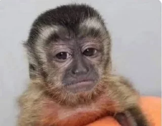 🐵 emoji 🐵 TG | İnsta : @Xaliqmustafayev  👨🏻‍💻 @Xaliqq Telegram sticker 20 of 25