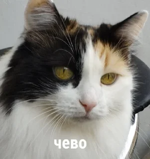 😐 emoji Люся и все-все-все Telegram sticker 1 of 118