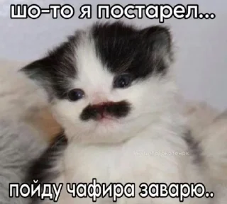 🌟 emoji Заебавшиеся коты 3 Telegram sticker 21 of 120