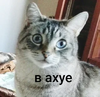 🫣 emoji Люся и все-все-все Telegram sticker 23 of 118
