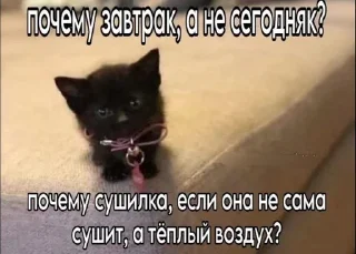 🌟 emoji Заебавшиеся коты 3 Telegram sticker 24 of 120