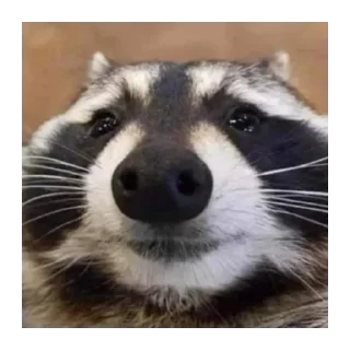 🦝 emoji Какие то штуки (pt.2) от @Everlasting_shitpost Telegram sticker 16 of 117