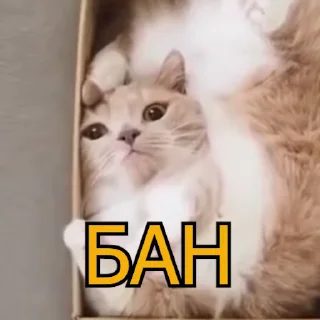 😡 emoji FCKNG Cats _by MDK Krasnodar Telegram sticker 11 of 11