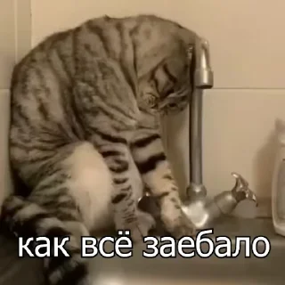 Sticker from FCKNG Cats _by MDK Krasnodar