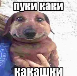 🐕 emoji ну не жиза ли Telegram sticker 23 of 57