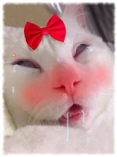 🐱 emoji Котявы Telegram sticker 9 of 99