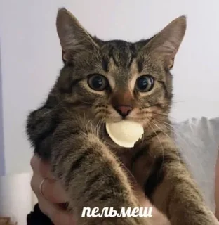 Sticker from Котявы