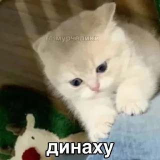 🌟 emoji каты Telegram sticker 19 of 93