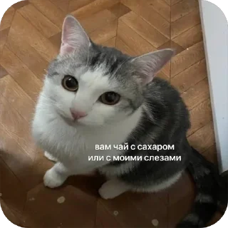 Sticker from Кот кокос