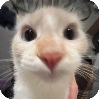 😶 emoji двш cats by @lindoraghgg Telegram sticker 23 of 110