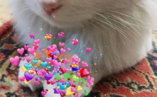 Sticker from Котофей любимчик