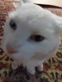 Sticker from Котофей любимчик