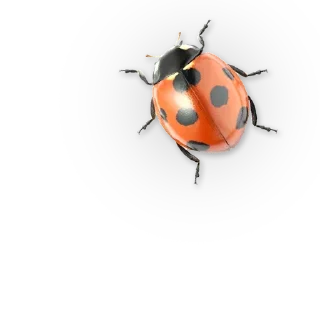 Sticker from Insects @TVstickers