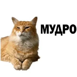 🤔 emoji для котиков Telegram sticker 11 of 20