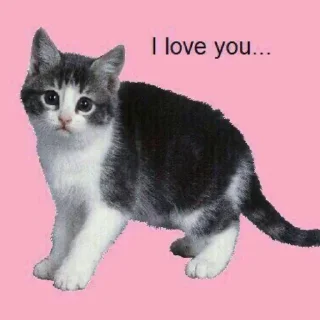 Sticker from для котиков