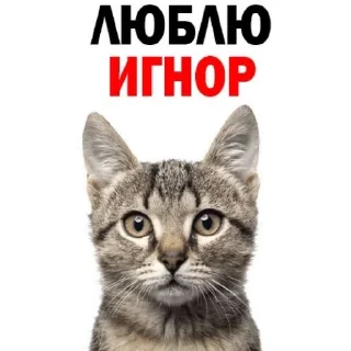 😾 emoji для котиков Telegram sticker 12 of 20