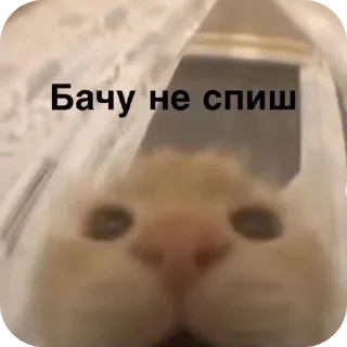 🤲 emoji живчики Telegram sticker 8 of 120