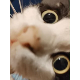 Sticker from Наша ролка 🥰😺