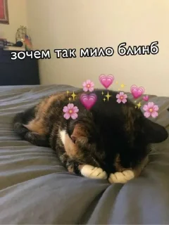 😳 emoji Люблю мемы с котами Telegram sticker 23 of 45